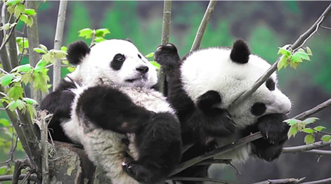 重建生命廊道与生态修复，推进大熊猫栖息地修复