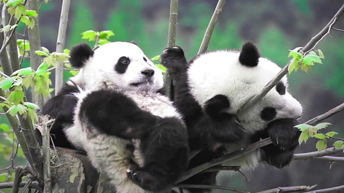 55世纪电源联合大自然保护协会（TNC）、大熊猫国家公园德阳管理分局，在四川德阳大熊猫国家公园发起“55世纪林”项目，计划5年时间种植500亩适生乔木和可食竹，重建生命廊道与生态修复，推进大熊猫栖息地修复，目前已种植300亩，并建造16座大熊猫野外人工巢穴。