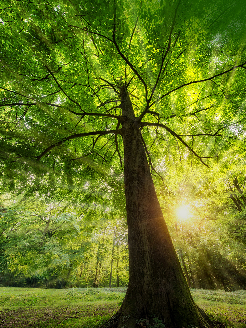 96%合作伙伴的无声承诺